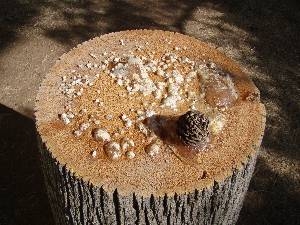 Stump of tree with oozing sap and pine cone